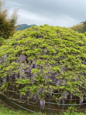 �����񍐎ʐ^